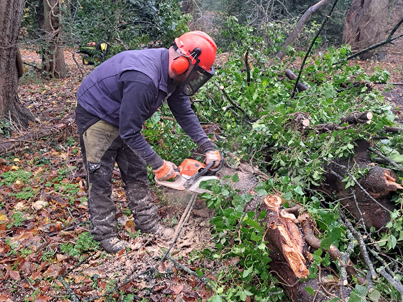 Greenkeepers cutting trees