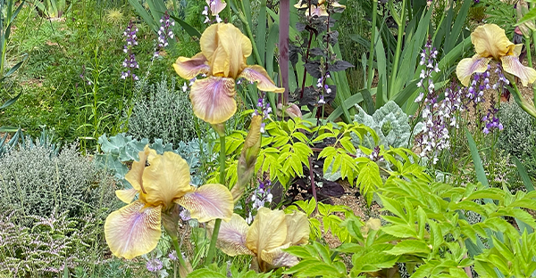 01. CEDRIC MORRIS AND HIS GARDEN AT BENTON END