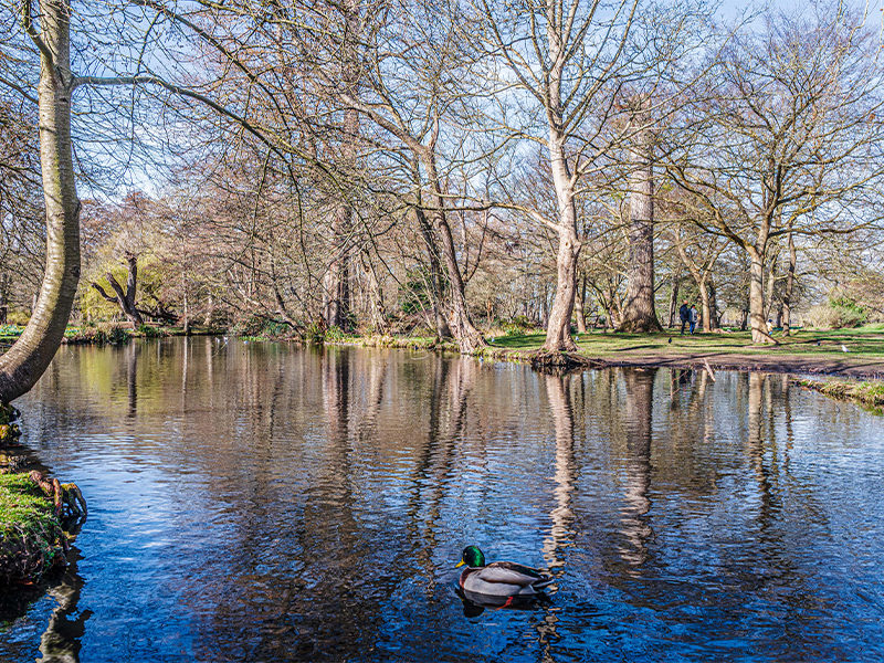 04. Bushy Park – Events – 800 x 600